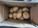 新鲜土豆现挖现发山东正宗黄心黄肉当季蔬菜马铃薯洋芋薯条3两起 山东土豆带箱3斤 中大果 实拍图