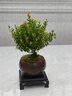 开时果 小叶赤楠盆景摆件 办公室桌面绿植花卉好养盆栽植物源头直发包邮 【推荐款】舍得紫砂盆+苔藓+底座 实拍图