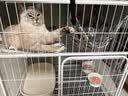 京喜自营-专用品牌猫笼子超大室内猫别墅多层猫舍送货上门 方管款-白色双层78*55*85 套餐一：三件套 实拍图
