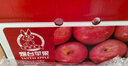 京鲜生 烟台红富士苹果 净重5斤  单果190g起 水果礼盒 实拍图