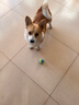 HELLOJOY狗狗玩具 耐咬磨牙棉绳球套装宠物幼犬小狗玩具自己玩解闷5件套 实拍图