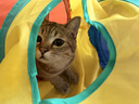 瓜洲牧逗猫棒猫玩具自嗨解闷神器猫隧道小猫咪迷宫通道幼猫宠物用品大全 彩虹Y隧道25（带球） 实拍图