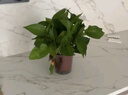 绿有意绿萝盆栽室内植物花卉绿植水培长藤垂吊大叶绿箩新房家用吸除甲醛 120原盆储水绿萝10盆+壶+10肥 带盆带土发货 实拍图