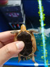 黄缘龟幼苗幼龟小乌龟活物宠物安龟缘活体金钱箱龟陆地乌龟 预定2024年黄缘苗定金(联系客服) 实拍图