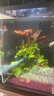 胜画大型孔雀鱼活鱼苗观赏鱼热带鱼活体鱼淡水好养耐活精品纯种凤尾鱼 【推荐套餐A】精品孔雀鱼 8送2 实拍图