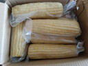 京鲜生东北白糯玉米250g*10棒 新鲜甜糯玉米棒真空包装粘玉米 源头直发 实拍图