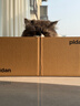 pidan猫抓板 纸盒款 瓦楞纸猫窝耐磨猫玩具 实拍图