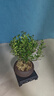 开时果 小叶赤楠盆景摆件 办公室桌面绿植花卉好养盆栽植物源头直发包邮 【推荐款】舍得紫砂盆+苔藓+底座 实拍图