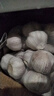 山东金乡蒜大蒜出口标准精选大蒜头蔬菜调料单果5cm 出口标准网兜装箱 2274g 5-5.5cm特大 实拍图