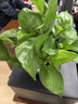 双盟绿萝盆栽除甲醛花卉绿植办公室新房净化空气180加仑4盆装源头直发 实拍图