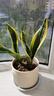 佰花锦金边虎皮兰盆栽好养常青绿植好养矮脚花卉室内客厅办公室耐旱 3颗精品金边虎皮兰裸根 整体高度约25-35cm 实拍图