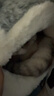 华元宠具（hoopet）猫窝封闭式四季通用猫房子猫床幼猫冬季保暖猫屋可拆洗垫子宠物窝 两用封闭式猫窝【垫子可拆洗】 S：40*40*H31cm(适用8斤内猫咪) 实拍图