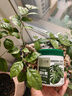 芷郁植物营养叶绿素肥料绿叶肥绿萝养盆栽植物家庭园艺花肥叶面肥通用 实拍图