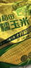 十月稻田 黄糯玉米 3.52斤(220g*8根)  杂粮粗粮 东北玉米 低脂早餐 新米 实拍图