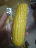 京鲜生【搜生鲜馆】东北甜玉米粒50g*5袋 开袋即食 源头直发 实拍图