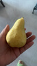 京地达烟台太婆梨软梨净重5斤单果150g+新鲜香蕉大头啤酒梨源头直发包邮 实拍图