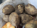 京喜加新鲜黄心土豆农家自种黄皮马铃薯黄心洋芋新鲜蔬菜 2斤 实拍图
