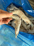 PHUKEY SEA厄瓜多尔冻南美白对虾 只只分离 海鲜水产 3斤 (51-60只/KG) 实拍图