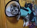 遇萤猫咪剪指甲固定包神器防抓控猫袋洗澡防咬控制悬挂式宠物美容吊床 湖蓝色XS【建议6斤内】 送两个挂钩 实拍图