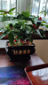 幼薇发财树盆栽树桩招财室内大型绿植开业送礼前台大号金钱树四季常青 三棵发财树+乌金财源滚滚盆 带盆栽好 实拍图