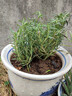 迷迭香苗盆栽可食用驱蚊植物香草薄荷苗绿植物室内煎牛排水培花卉 小盆【2盆特惠】迷迭香苗约15cm高（原土盆） 实拍图
