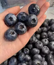 佳沃 JOYVIO 秘鲁进口蓝莓 大果18mm+ 4盒装 125g/盒 新鲜水果礼盒 实拍图