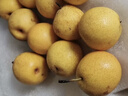 樱慕晴【JD地标认证】正宗辽宁鞍山南果梨东北特产南国梨香水梨新鲜水果 净重5斤【普装小果黄梨】约40枚 实拍图