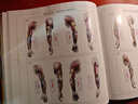 艺用人体结构（精装版）（全彩） 实拍图