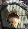 华元宠具狗窝冬天保暖小型犬狗房子封闭式宠物狗狗床猫窝帐篷四季通用室内 妙妙屋+钢架支撑 拉链可拆 加厚 L：56*51*51 建议30斤内 实拍图