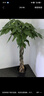 叹为观止大型植物发财树各种大颗盆栽开业乔迁客厅办公室内好养大型花卉 辫子发财树【1.7-1.8米】 含盆 实拍图