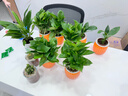 【绿萝盆栽】吸甲醛净化空气水培绿植物懒人花卉好养搬家礼物全 【热销5盆】绿萝+橙色南瓜盆自吸水 整体含盆高度20-25cm 实拍图
