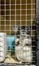 jolly pet products龙猫粮高蛋白多维龙猫主粮综合粮全方位营养粮 多维龙猫粮5斤加4包蔬菜干JP71 实拍图
