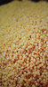 山西黄小米 油小米五谷杂粮月子米杂粮山西特产当季新米 5斤 精选新小米 实拍图