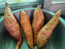 山东烟薯25号糖心流油地瓜烤红善溏心红薯流油蜜薯烤地瓜 烟薯中果2.8斤(单果150g+) 实拍图