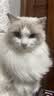 LEGENDSANDY蓝氏全价猫粮成猫幼猫生骨肉冻干粮荒野猎兔系列9kg 实拍图