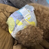 嬉皮狗狗狗生理裤尿垫纸尿裤母狗尿不湿尿片卫生巾姨妈裤 M码 12片装 实拍图