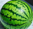 京鲜生 麒麟西瓜 1粒净重7-8斤 生鲜水果源头直发包邮 实拍图