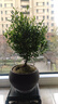 开时果 小叶赤楠盆景摆件 办公室桌面绿植花卉好养盆栽植物源头直发包邮 【推荐款】舍得紫砂盆+苔藓+底座 实拍图