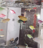 CRAZY PLANT曼龙鱼活体观赏鱼活体热带好养耐活淡水冷水招财风水水族小金鱼苗 【赛级双色】黄蓝曼龙 6+2 实拍图