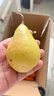 京地达烟台太婆梨软梨净重5斤单果130g新鲜香蕉大头啤酒梨 源头直发包邮 实拍图