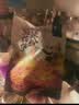 邹三和熊猫笋酸辣粉袋装重庆风味四川米粉米线粉丝休闲零食方便速食夜宵 【3袋】牛油火锅粉*3袋 实拍图