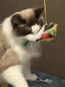 接运猫仿真发声小鸟耐咬猫玩具自嗨解闷叫叫鸟悬挂式羽毛逗猫棒宠物玩具 黄绿色叫叫鸟（单支装） 晒单实拍图