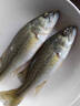 鲜活冲浪河鲈鱼400-500g/条 实拍图
