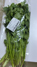 带根香菜100g 实拍图