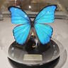 大蓝闪蝶标本【真蝴蝶标本】稀有进口天堂凤蝶摆件 大蓝闪蝶 球型摆件 实拍图