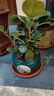 小盼菩提树盆栽绿植物室内花盆景办公室桌面观叶四季客厅好养活树 特大盼菩提（带果发货）绿迎客松陶瓷 带盆栽好 实拍图