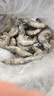 东上御品虾 青岛大虾基围虾鲜活青虾白虾海虾对虾冰虾冻虾生鲜 虾类 海鲜 3斤(净重)  气冻大虾【活虾速冻】 15-18cm【单只超大虾】 实拍图
