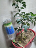 芷郁自动浇水家用定时懒人滴水器养花浇花神器出差出门滴灌 10个装 实拍图