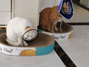 疯狂的主人圆形猫抓板窝耐磨不掉屑猫窝一体猫咪抓盆超大号抓不烂猫爪板耐抓 实拍图