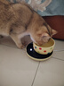 licheers恒温猫咪饮水机酸奶机恒温加热温水碗宠物陶瓷保温喝水碗 350ml 实拍图